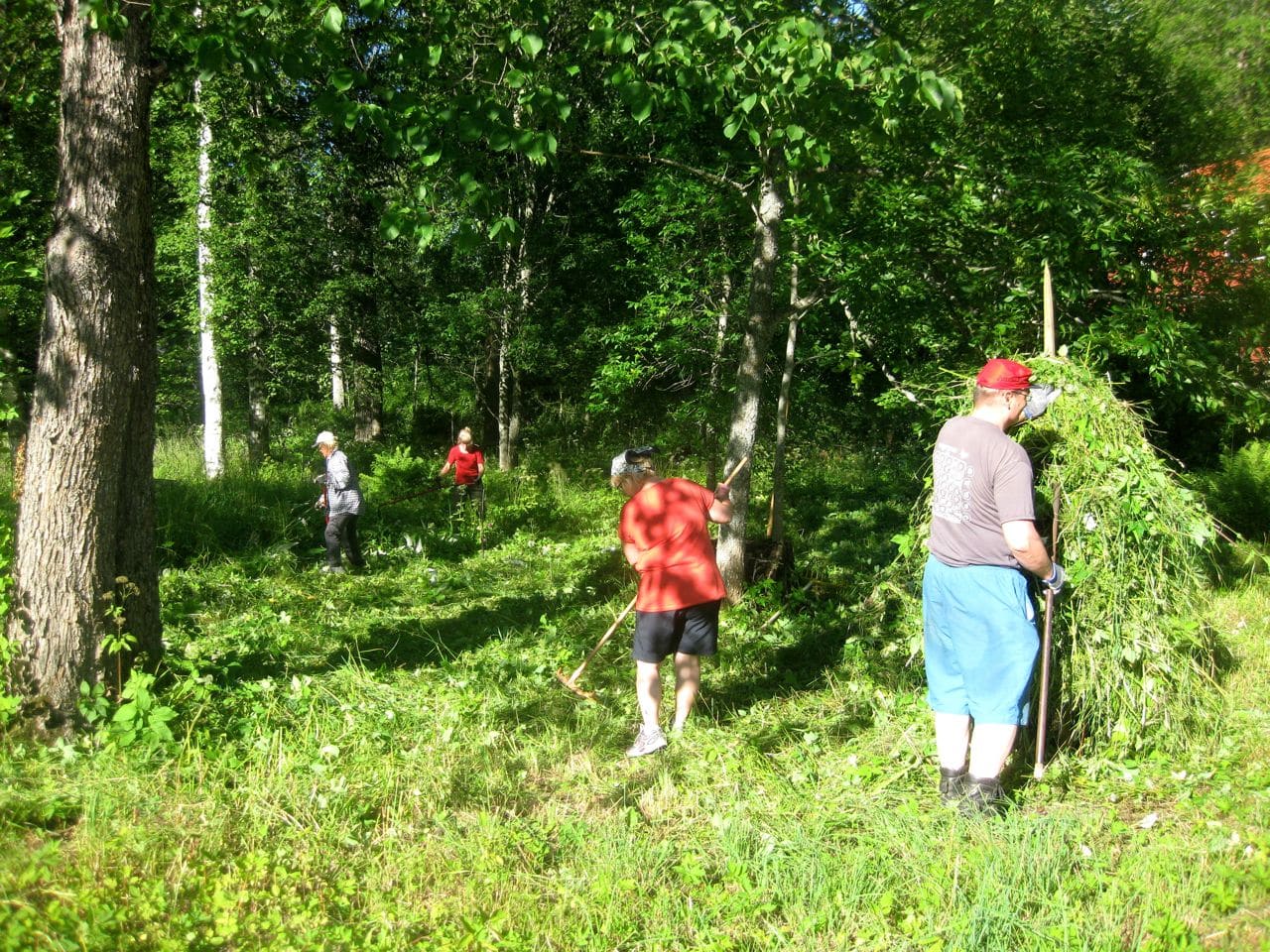 Keväällä valkovuokkojen valtaama niitty kasvaa rehevänä sateiden ansiosta