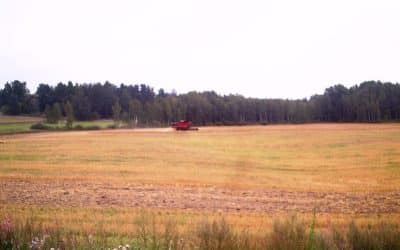 Vihtijärven keskustan peltojen puinti alkoi