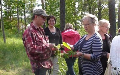 Pihalta salaattiin – villiyrttikurssi