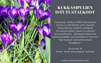 Sipulikukkia istutetaan talkoilla myös Vihtijärvellä